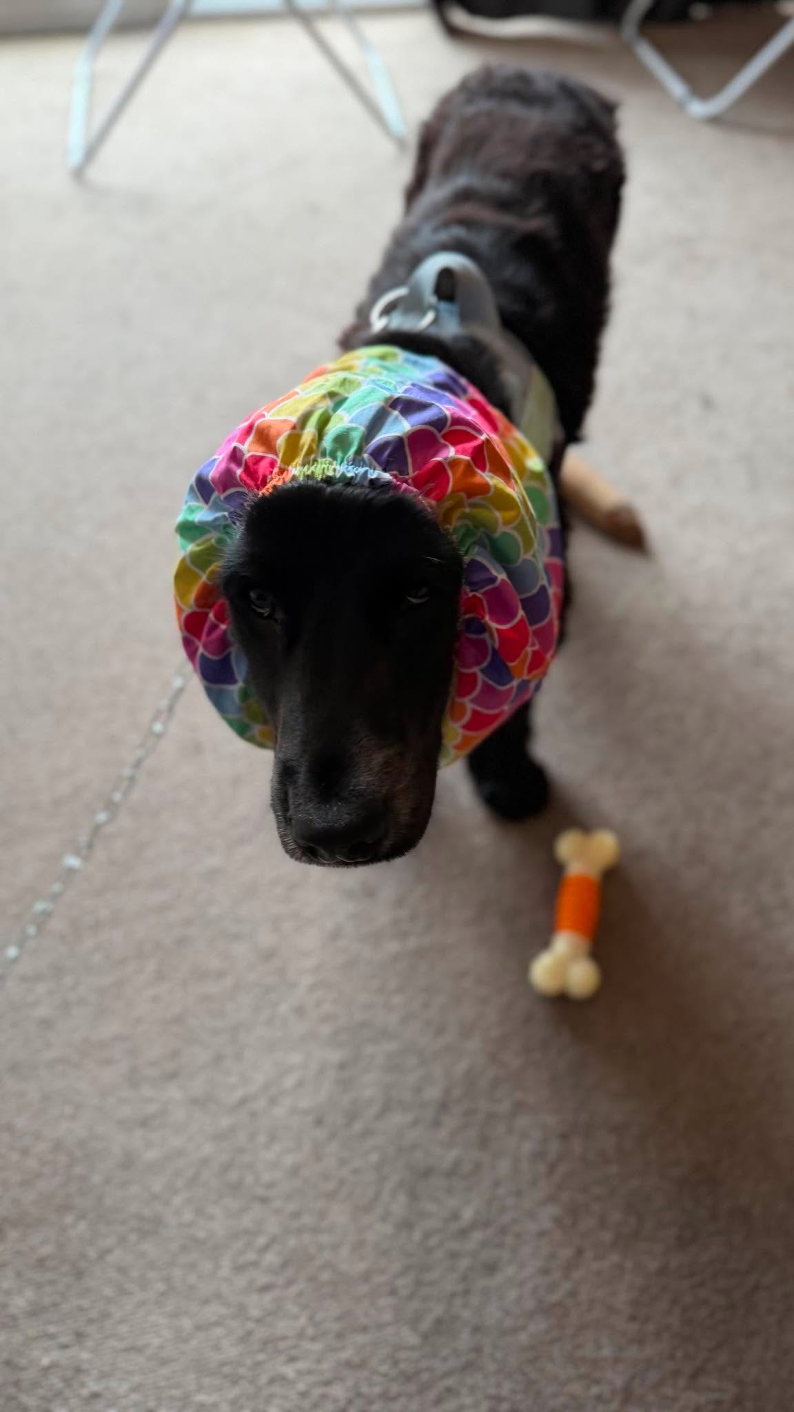 Hank, a black sprocker spaniel